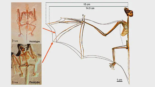 Perfil aerodinámico reconstruido de los dos especímenes de Onychonycteris finneyi existentes en el Eoceno